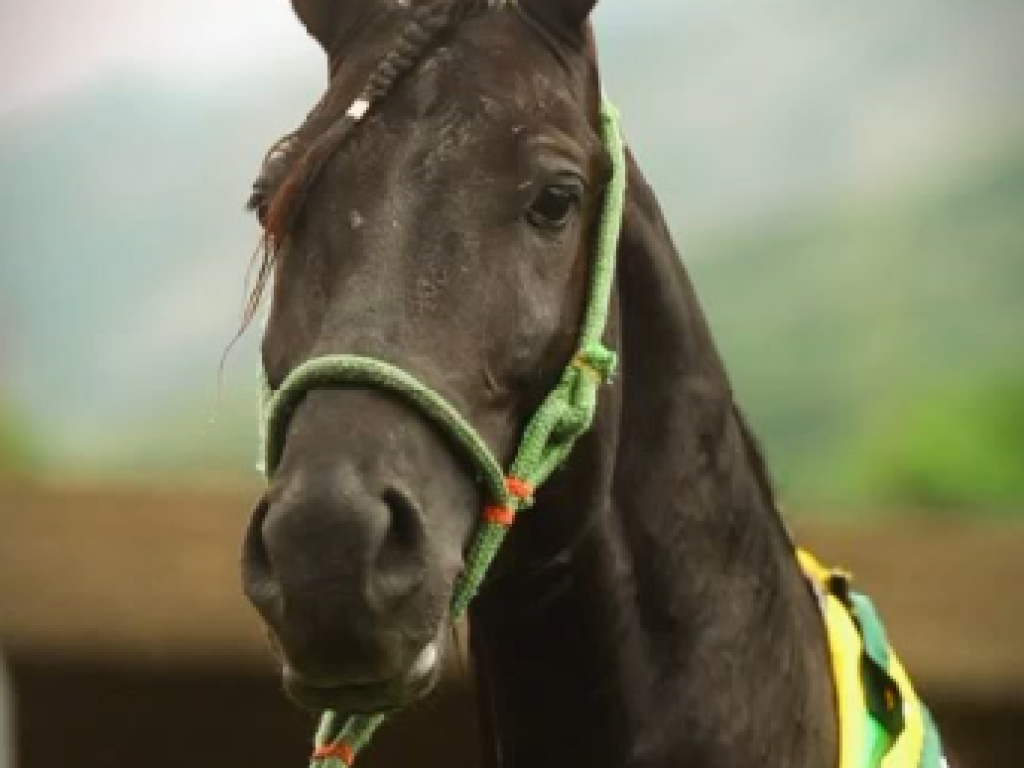 Foto: Haras Silvado se destaca como a Casa de Grandes Campe&otilde;es Nacionais