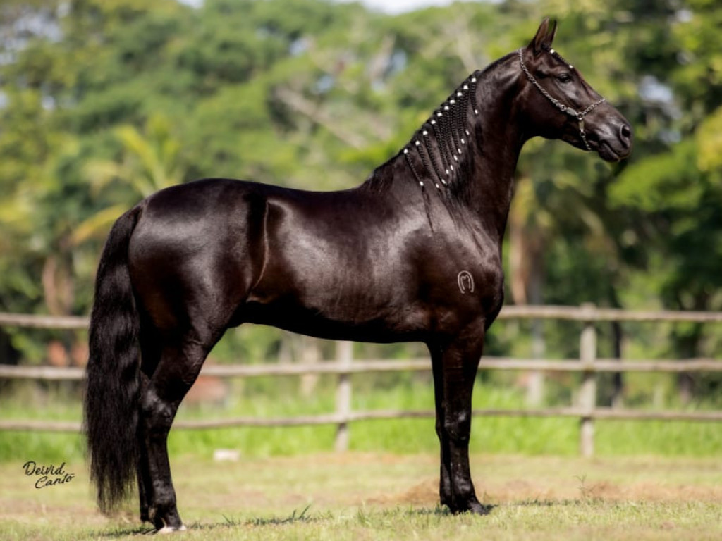 FOTO: EMBAIXADOR DO ESCURO 50%