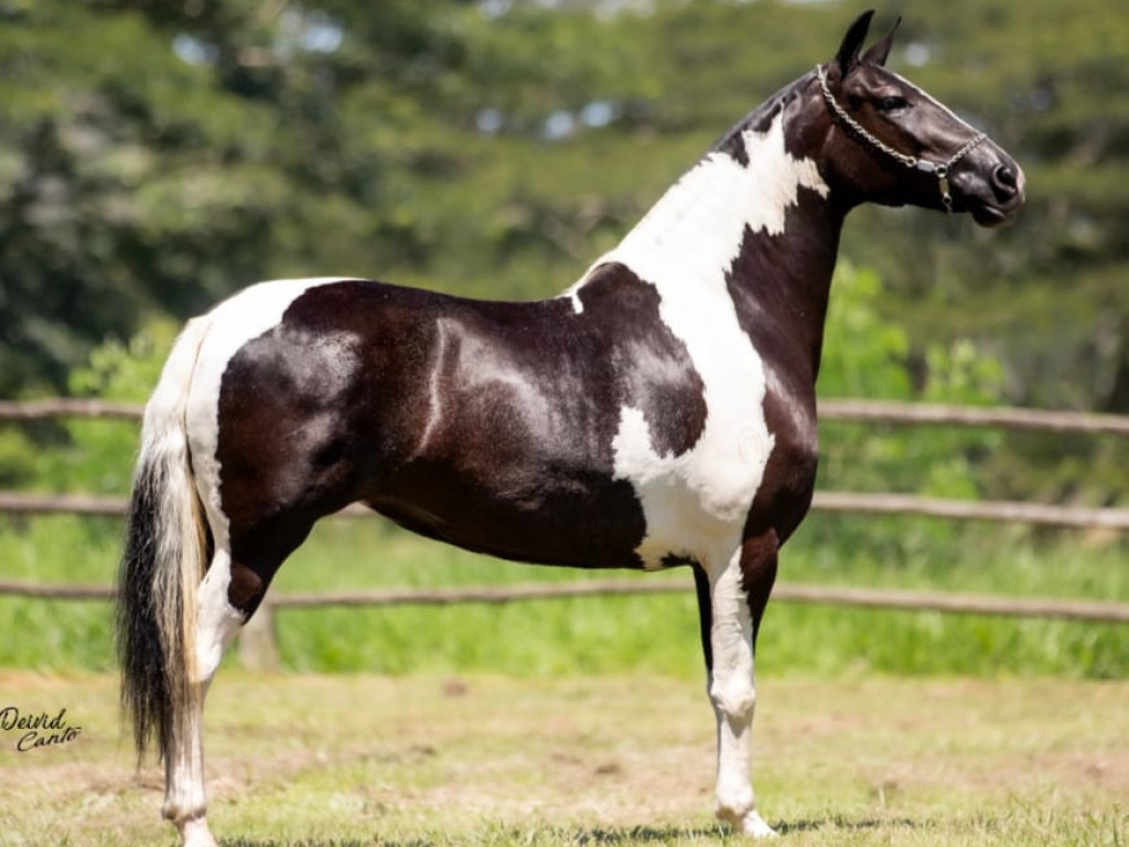 FOTO: FANTASIA DO SILVADO