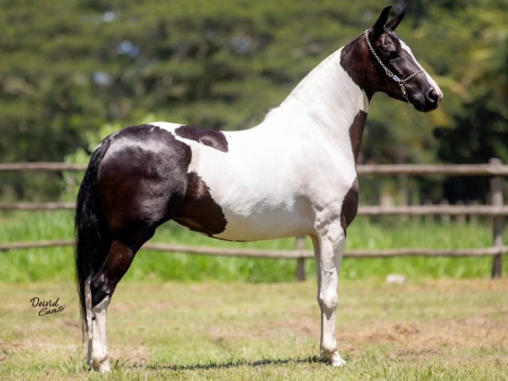 FOTO: CIRIGAITA DA MONTE BRANCO